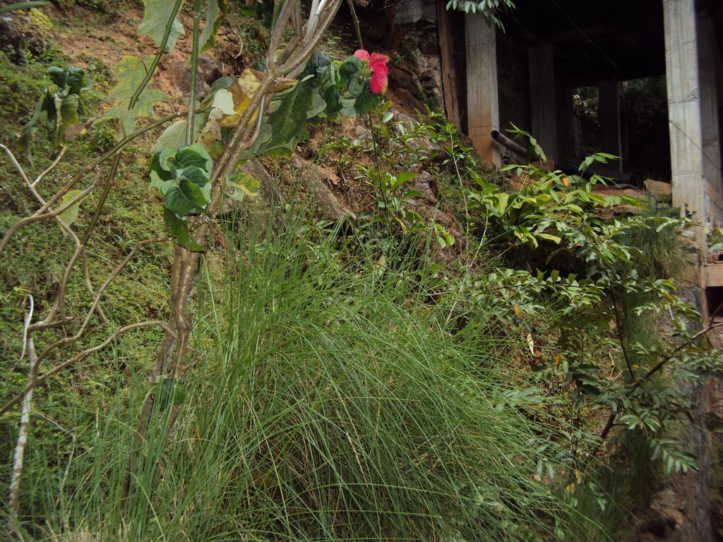 Araliya Home Stay Kandy Exterior photo